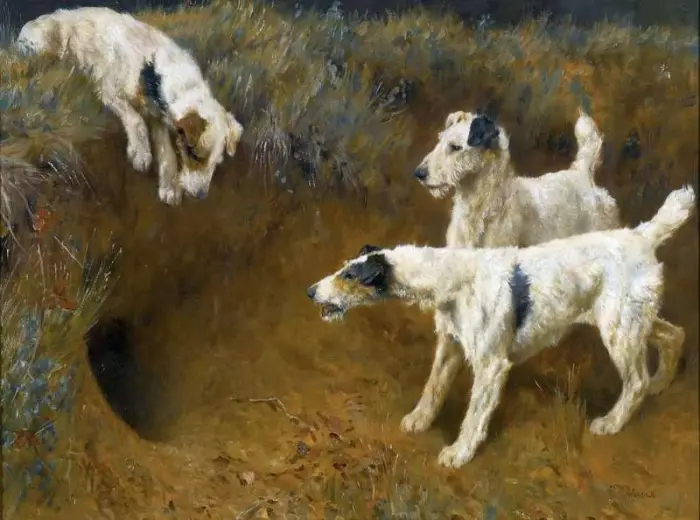 Wire Fox Terriers By A Badger Set