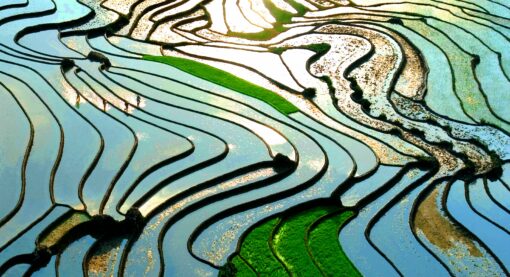 Beautiful Rice Fields 1