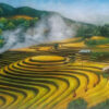 Beautiful landscape rice fields 1