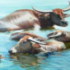 Vietnamese water buffalos bathing