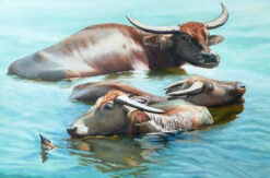 Vietnamese water buffalos bathing