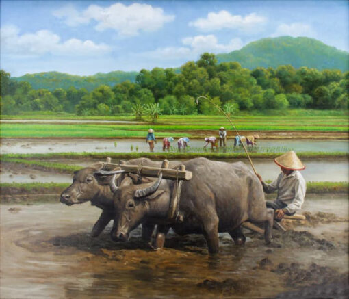 Vietnamese water buffalos in farms 2