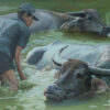 Vietnamese water buffalos in farms 3