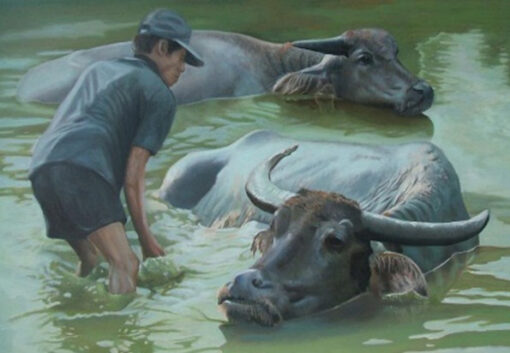 Vietnamese water buffalos in farms 3