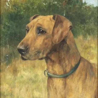 A Great Dane