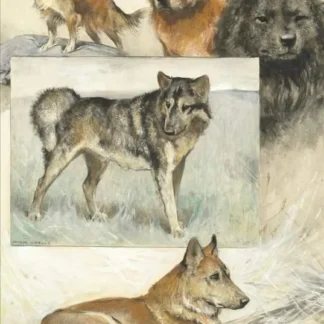 A Group Of Dog Studies Including Black And Red Chow Chow Chihuahua Eskimos And Dingo