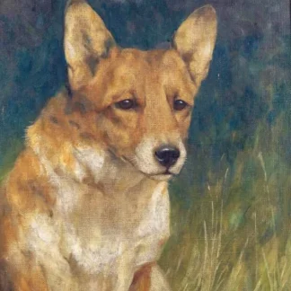 A Welsh Corgi