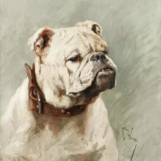 Bulldog
