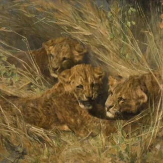 Lion Cubs